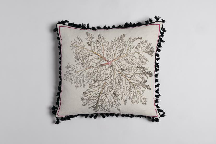 GERANIUM CANERIENSE LEAF